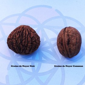 American walnut, black walnut, nigra juglans